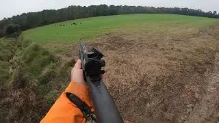 Compagnie de 15 sangliers plein champ !!  Mon premier trilpl&eacute; !