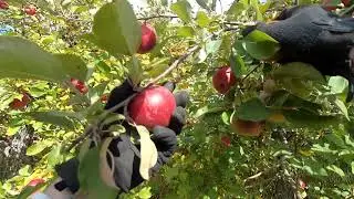 Pickable Orchard Apples ~ Apple Picking ASMR ~ #Apple #Orchard #Picking #ASMR #Nature #Farming #Farm