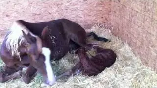 Memphis Belle brings us a new Baby Belle  - It's a Girl....