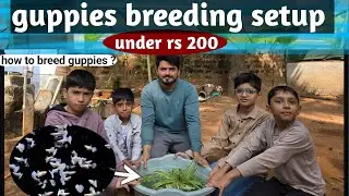 how to breed guppy fish faster