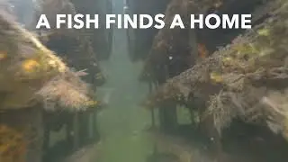 A Fish Finds A Home