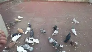  40.YILDA BİR GELEN KAÇAK SÜPER 