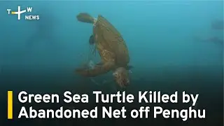 Green Sea Turtle Killed by Abandoned Fishing Net off Penghu | TaiwanPlus News