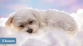 The Ultimate Pet Lullaby 3 Hours of Piano & Harp Soundbath for Deep Sleep & Relaxation