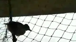 Rescue of a baby bird 🐦, entangled in net