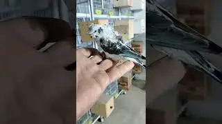 Super Flower Gry Blackwing🇵🇰#shorts #youtubeshorts #viralvideo #msaviary