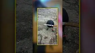 Why Crows Are Banned as Pets in the U.S...#shorts