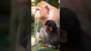 Ep1022. #shorts Cute Monkey Goes on Adorable Adventure in the Jungle