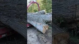 Loading a monster crotch maple #sawmill #urbanlumber