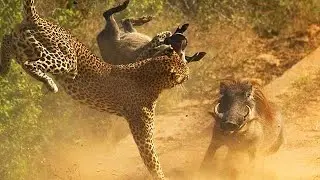 Leopard Attacks Wild Boar When Their Mother Leaves The Nest | Animal Planet Discovery