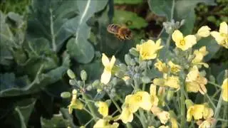 Broccoli Bee 4