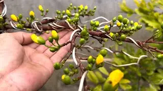 Cách hãm mai nở sớm bung vỏ trấu sớm trước tết có được không