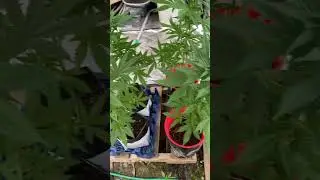 Group of froze lemons n glue autoflowers #viralvideo #viral #video #trending #virall