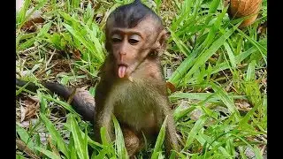 Poor Baby Lori Lost Power-  Mom stop Milk -Baby Hungry Try Follow Mom For Milk & Food.
