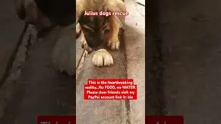 please consider donating for food please link is in the bio #donatenow #puppy #dogslove