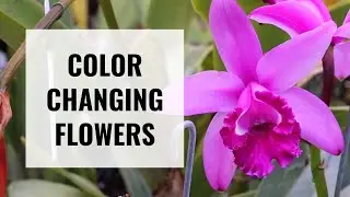 Cattleya intermedia, an Orchid with Color Changing Flowers