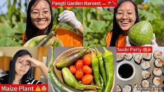 WHAT Happened to My Maize Plant?! 😨 + Harvesting Pangti Nagaland Veggies 🍆& Sushi Party 🥳🍣