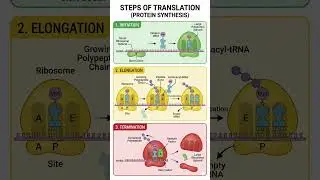 steps of translation(protein synthesis).#translation #proteinsynthesis #studymedpro #goviral #fypシ