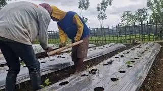 SMART FARMERS&rsquo; METHOD BEFORE PLANTING CHILI SEEDLINGS FOR EASIER PLANTING - Agriculture Farming