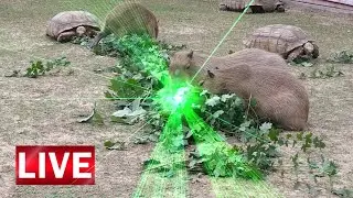 Capybaras at the After Party Levelling Up on Laser Juice