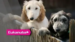 Eukanuba World Challenge - Colin the Afghan Hound - Part 1