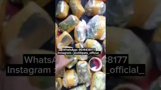 செடிகளை packing பண்ணிட்டு இருக்கோம் 😍❤️|jowithpets|#liveplants #guppylover #shorts