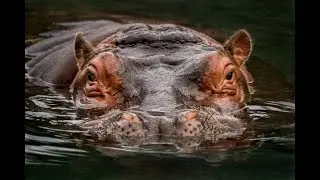 Hippopotamus Defense Livestream!