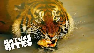 Roaring Wonders Captivating Tiger Stories from the Zoo  | Nature Bites