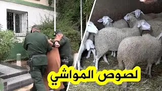 شاهد.. مصالح الدرك الوطني بـ غليزان تطيح بشبكة إجـ ـرامية مختصة في سـ ـرقة المواشي