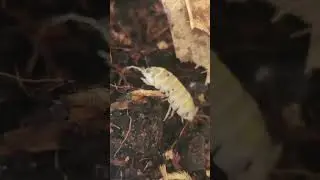 💫🤍 ARMADILLIDIUM MAGIC POTION los is&oacute;podos m&aacute;s m&aacute;gicos del terrario ✨ #isopods #terrarium