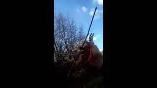 κλαδεμα διαμορφωσης καστανιας 4ων χρονων pruning chestnuts 4 years
