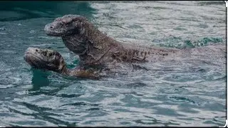 How Komodo Dragons Dive To Pick Up Fish Carcasses In Deep Water  🦎🐊Real World Animal