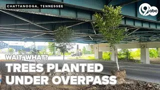 Chattanoogans question tree planting under Highway 27 overpass; Here's what we found out