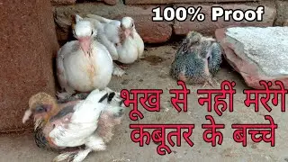 अब भूख से नहीं मरेंगे कबूतर के बच्चे || Pigeons Caring ||