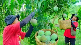 Harvesting Australian Pink-Skinned Mangoes for Market Sell | From My Orchard to Local Stall