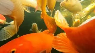 Nishikigoi / koi  fish underwater footage slow motion #20