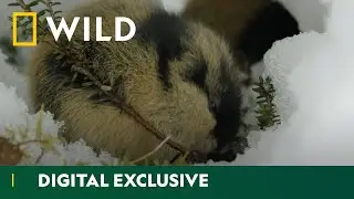 Why Do These Rodents Live Under Snow? | Wild Alaska: The Last Frontier | National Geographic WILD UK