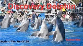 Dolphin Intelligence: Watch These Smart Creatures in Action!