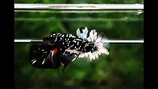 Betta Fish The Dark Nebula HMPK (Rare)