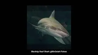 Blacktip Reef Shark @Bin3aiah Fishes