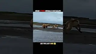 Other Animals Fear Bears... But Cats Don't! #trending #animals #wildlife #cat #shorts