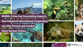 UNTOC COP12: Global Initiative to End Wildlife Crime Side Event