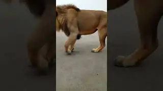steampunk tutorial ai filter 😈🥰 #lion #animals #ai #viral #video #tutorial #steampunk #filter #####