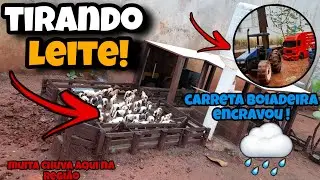 TIRANDO LEITE DAS VACAS//COMPREI MAIS 5 VACAS//CARRETA BOIADEIRA ENCRAVOU NA ENTRADA DA FAZENDA.