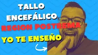 Tallo Encefálico y Región Postrema