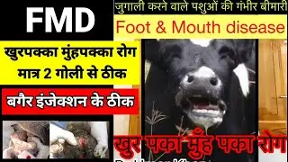 Matr 2 goli se FMD ka ilaaz | खुरपक्का मुंहपक्का रोग मात्र 2 गोली से ठीक - बगैर इंजेक्शन के #FMD