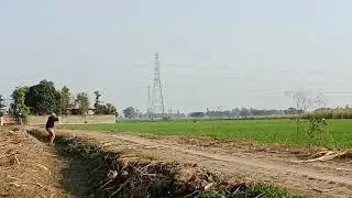 Boar hunting in punjab india