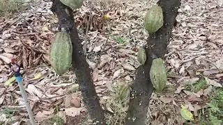 Cacao tree arrangement in Pailin province 
