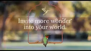 Pop's Birding Short Intro Video