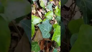 English ivy infested area